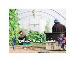 مشتل ابناء حباس للاشجارالزينة والاشجار المثمرة / الزاوية و طرابلس