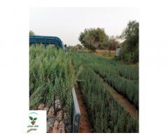 مشتل ابناء حباس للاشجارالزينة والاشجار المثمرة / الزاوية و طرابلس