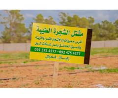مشتل الشجرة الطيبة زليتن