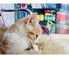 مركز الودان البيطري/Al-Wadan Veterinary Center