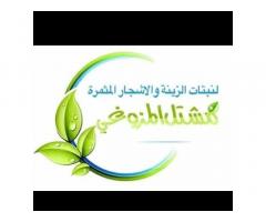 مشتل المزوغي