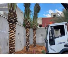 شركة اشجار النخيل لتنسيق الحدائق