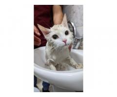 مركز الشاهين البيطري