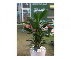 شركة الحرية HNC للاعمال الزراعية
