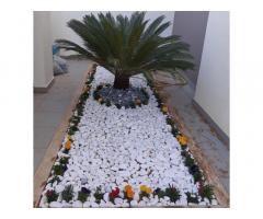 مشتل الزهرة الفواحة