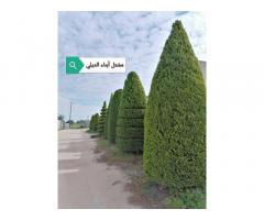 مشتل ابناء الديلي