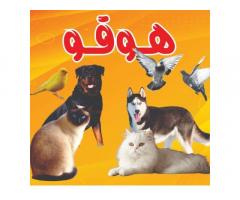 هوقو للطيور و الحيوانات ومستلزمات القطط