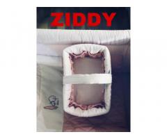 Ziddy libya