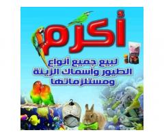 متجر اكرم للحيوانات الاليفة و طيور الزينة