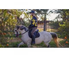 فروسية نادي الخيل HorseLand Ain Zara