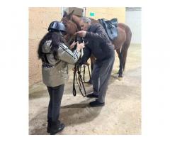 فروسية نادي الخيل HorseLand Ain Zara